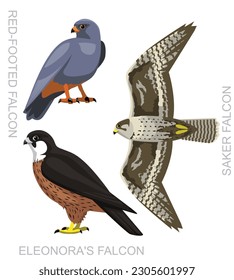 Cute Bird Saker Falcon Set Cartoon Vector
