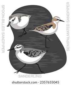 Cute Bird Sandpiper Sanderling Set Cartoon Vector