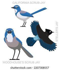 Cute Bird Scrub Jay Set Cartoon Vektor