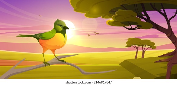 Un pájaro lindo sentado en una rama sobre el fondo de la sabana al atardecer. Dibujo vectorial del paisaje de sabana con cuco esmeralda africano, árboles de acacia, hierba verde y sol al atardecer