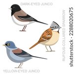 Cute Bird Sparrow Junco Set Cartoon Vector
