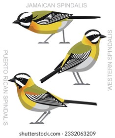 Cute Bird Spindalis Set Cartoon Vector