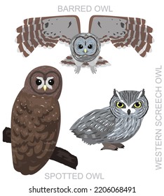 Cute Bird Spotted Owl Barred Screech Set Cartoon Vector