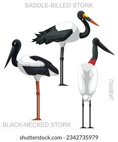 Cute Bird Stork Jabiru Set Cartoon Vector
