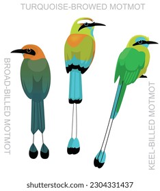 Cute Bird Turquoise-browed Motmot Set Cartoon Vector