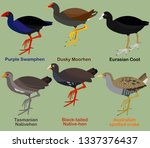 Cute bird vector illustration set, Purple Swamphen, Dusky moorhen, Coot, Native-hen, Crake, Colorful seabird cartoon collection
