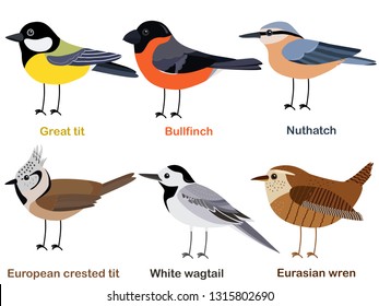 Ilustración portadora de pájaros, Gran teta, Nuthatch, Bullfinch, White wagtail, Eurasiática wren, europea, teta con cresta, colección de dibujos animados de aves europeas coloridas.