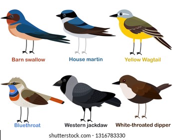 Cute bird vector illustration set, Barn swallow, House martin, Yellow Wagtail, Bluethroat, Western jackdaw, White throated dipper, Colorful European bird cartoon collection