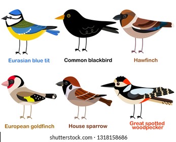 Cute bird vector illustration set, blue tit, goldfinch, woodpecker, Hawfinch, Blackbird, Sparrow, Colorful European bird cartoon collection