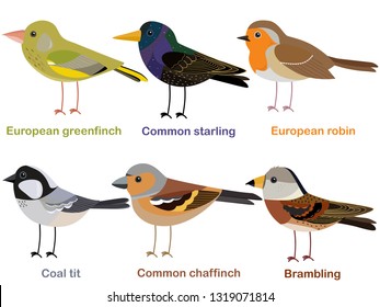 Cute bird vector illustration set, Greenfinch, Robin, Starling, Chaffinch, Coal tit, Brambling, Colorful European bird cartoon collection
