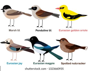 Cute bird vector illustration set, Nutcracker, Oriole, Marsh tit, Magpie, Penduline tit, Eurasian jay, Colorful European bird cartoon collection