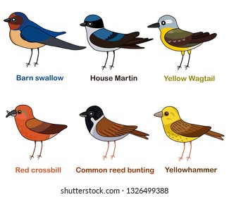 Cute bird vector illustration set, Swallow, Martin, Wagtail, Crossbill, Reed bunting, Yellowhammer, Colorful European bird cartoon collection
