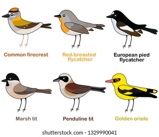 Cute bird vector illustration set, firecrest, flycatcher, tit, oriole, Colorful European bird cartoon collection