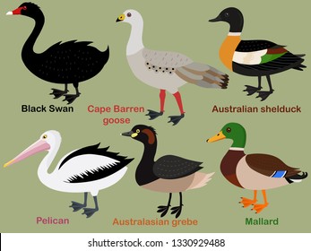 Cute bird vector illustration set, Mallard, Grebe, Shelduck, Pelican, Swan, Cape Barren Goose. Colorful bird cartoon collection
