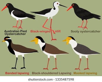 Juego de ilustraciones de vector de pájaro, Oystercatcher australiano, zancos de ala negra, colección de dibujos animados de aves coloridas, Lapwing
