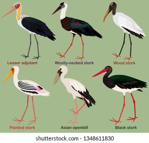 Cute bird vector illustration set, Painted stork, Black, Wood, Woolly-necked stork, Asian openbill, Lesser adjutant, Colorful bird cartoon collection
