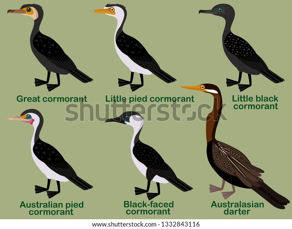 Cute bird vector illustration
set, Great cormorant, Little pied, Little black, Australian pied,
Black-faced, Australasian darter, Colorful bird cartoon
collection
