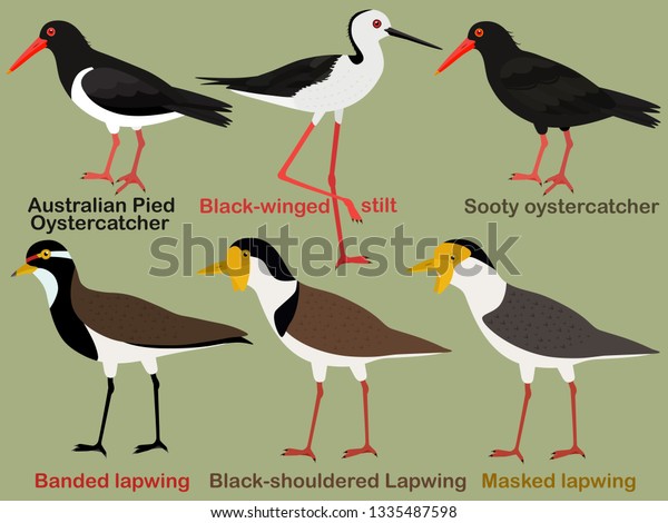 Cute bird vector illustration set,
Australian Oystercatcher, Black-winged stilt, Lapwing, Colorful
bird cartoon collection
