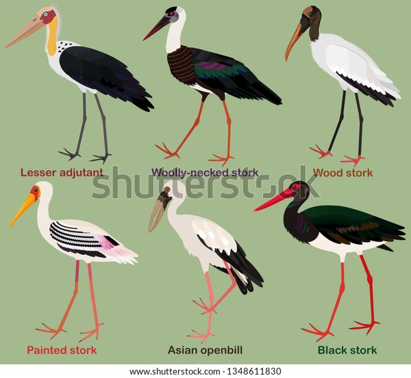Cute bird vector illustration set,\
Painted stork, Black, Wood, Woolly-necked stork, Asian openbill,\
Lesser adjutant, Colorful bird cartoon\
collection\
