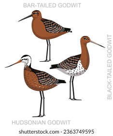 Cute Bird Wader Godwit Set Cartoon Vector