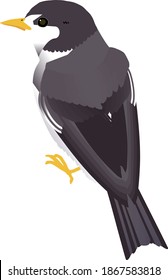 Cute  bird White-cheeked Starling vector illustration