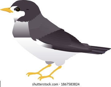 Cute  bird White-cheeked Starling vector illustration