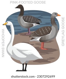 Cute Bird Whooper Swan Greylag Goose Set Cartoon Vector
