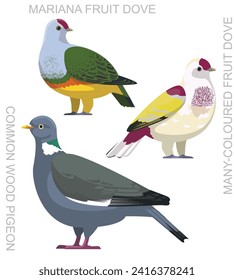 Cute Bird Wood Pigeon Fruit Dove Set Cartoon Vector