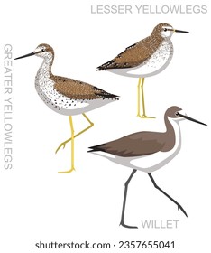 Cute Bird Yellowlegs Willet Set Cartoon Vector