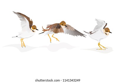 Cute birds. Vector image set. White background.