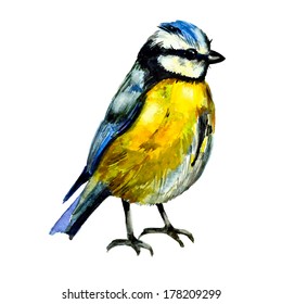 Cute birds for your design. watercolor