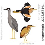 Cute Bittern Night Heron Set Cartoon Vector