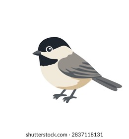 Cute black capped chickadee bird with gray wings and white chest, hand drawn wildlife illustration isolated on white background