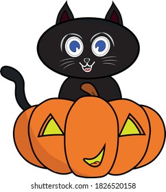 A cute Black Cat at Pumpkin to scare halloween night