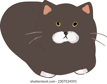 Cute Black Cat Sitting like a Loaf