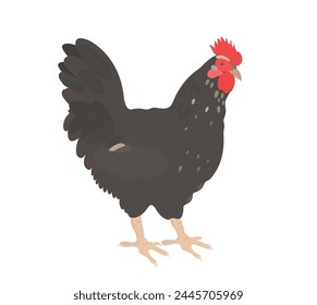 Cute black Chicken (Hen) character illustration. Cartoon vector farm birds isolated on white background.