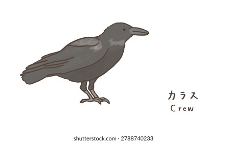 Cute black crow bird vector illustration set for simple cartoon character and wild bird watching clip art design
