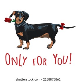Cute black dog dachshund with red rose