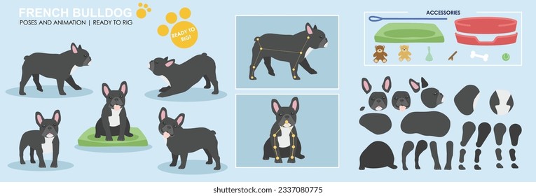 Cute black french bull dog vector collection of poses with multiple angles and accessories. Puppy sleeping, sitting, walking, popular dogs