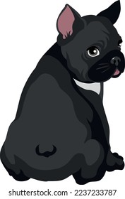 Cute black french bulldog sitting