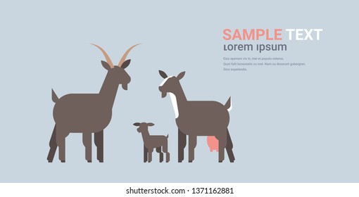 cute black goats family cartoon farm domestic animals husbandry grazing cattle concept flat horizontal copy space