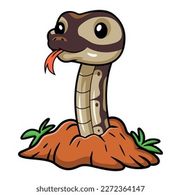 Cute black head butter ball python cartoon out from hole