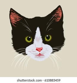 Cute black kitten . Portrait of black cute tabby kitten on light background.