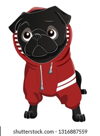 Cute Black Pug In Hoodie