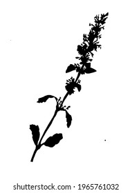 Cute black silhouette of wild field grass with leaves and small flowers isolated on white. Vector eco-friendly floral hand drawn illustration. Design element for ecology package, postcard, poster.