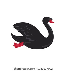 Cute black swan on white background. Vector illustration.
