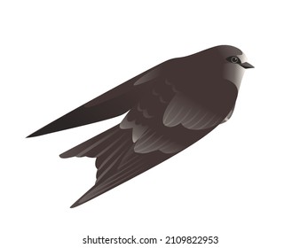 Cute black swift flying on white background cartoon bird animal design