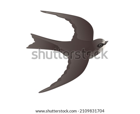 Cute black swift flying on white background cartoon bird animal design