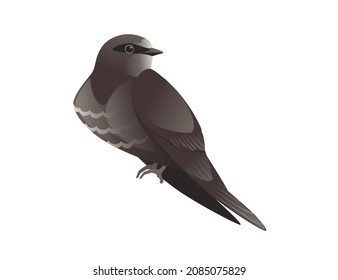 Cute schwarze Schwalbe auf weißem Hintergrund Cartoon-Vogeldesign