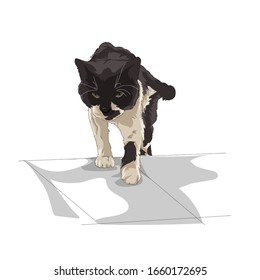 cute black and white cat